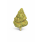 FRUIT CAKE - MOLECULES BZ GREENHOUSE FRUIT CAKE - MOLECULES BZ GREENHOUSE