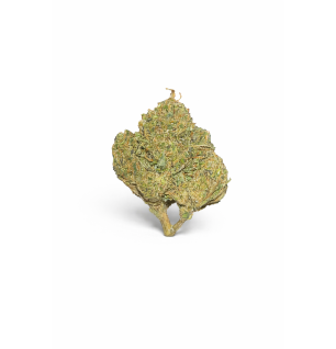 GORILLA GLUE - MOLECULES BZ GREENHOUSE