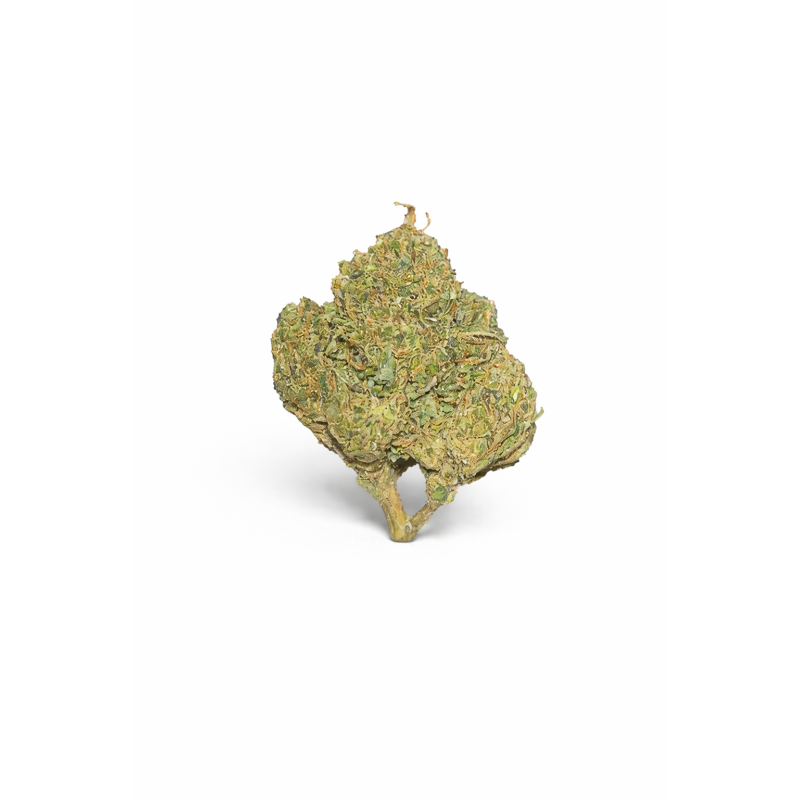 GORILLA GLUE - MOLECULES BZ GREENHOUSE GORILLA GLUE - MOLECULES BZ GREENHOUSE