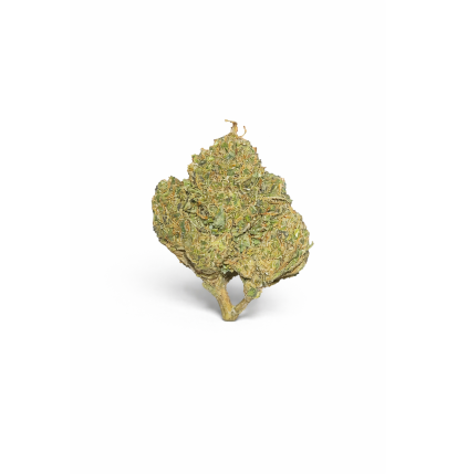 GORILLA GLUE - MOLECULES BZ GREENHOUSE