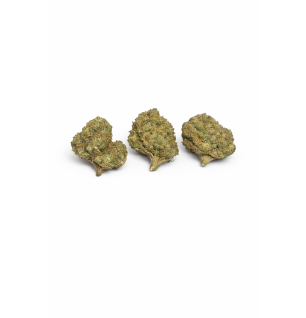GORILLA GLUE - MOLECULES BZ GREENHOUSE