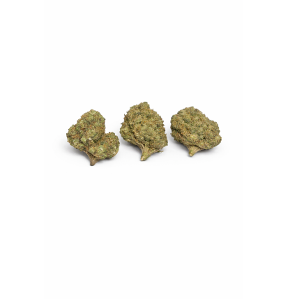 GORILLA GLUE - MOLECULES BZ GREENHOUSE