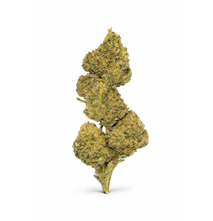MANGO HAZE - MOLECULES BZ GREENHOUSE