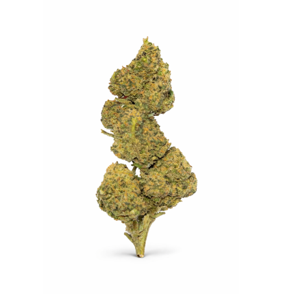 MANGO HAZE - MOLECULES BZ GREENHOUSE