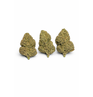 MANGO HAZE - MOLECULES BZ GREENHOUSE
