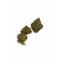 ORANGE BUD - MOLECULES BZ GREENHOUSE