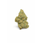 AMNESIA HAZE - MOLECULES BZ HYDROPONIE