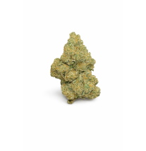 AMNESIA HAZE - MOLECULES BZ HYDROPONIE