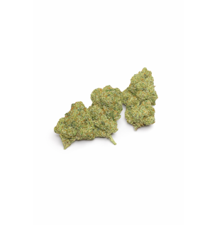 AMNESIA HAZE - MOLECULES BZ HYDROPONIE