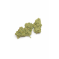 AMNESIA HAZE - MOLECULES BZ HYDROPONIE