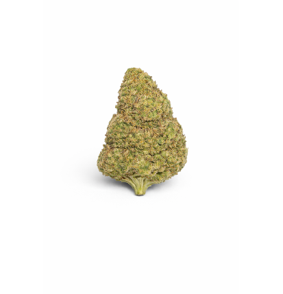 BUBBLEGUM - MOLECULES BZ HYDROPONIE