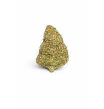 BUBBLEGUM - MOLECULES BZ HYDROPONIE