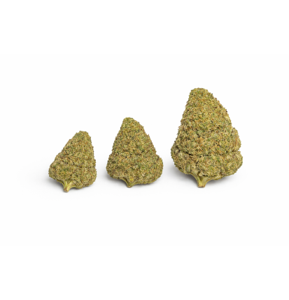 BUBBLEGUM - MOLECULES BZ HYDROPONIE