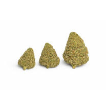BUBBLEGUM - MOLECULES BZ HYDROPONIE