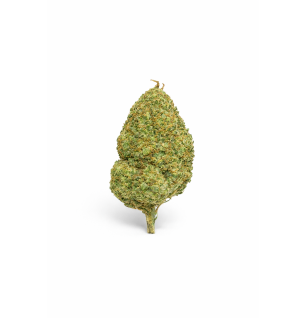 MIMOSA - MOLECULES BZ HYDROPONIE