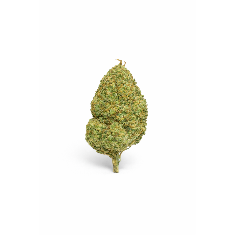 MIMOSA - MOLECULES BZ HYDROPONIE