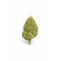 MIMOSA - MOLECULES BZ HYDROPONIE