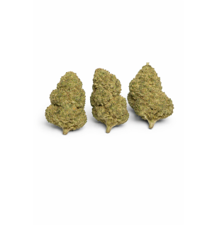 MIMOSA - MOLECULES BZ HYDROPONIE