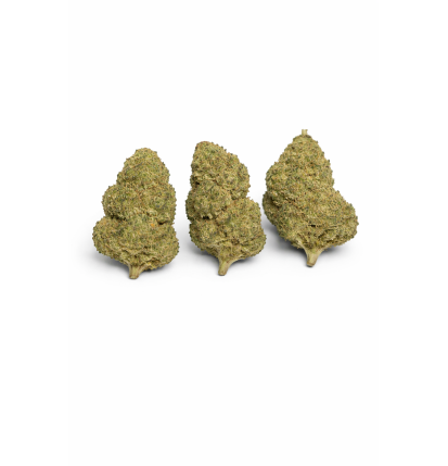 MIMOSA - MOLECULES BZ HYDROPONIE