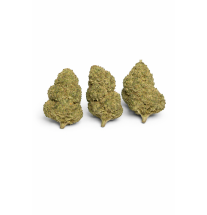 MIMOSA - MOLECULES BZ HYDROPONIE