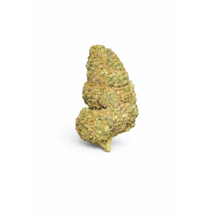 PURPLE PUNCH - MOLECULES BZ HYDROPONIE