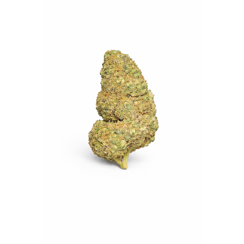 PURPLE PUNCH - MOLECULES BZ HYDROPONIE