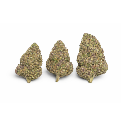 PURPLE PUNCH - MOLECULES BZ HYDROPONIE