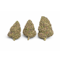 PURPLE PUNCH - MOLECULES BZ HYDROPONIE