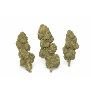 SHERBLATO - MOLECULES BZ HYDROPONIE