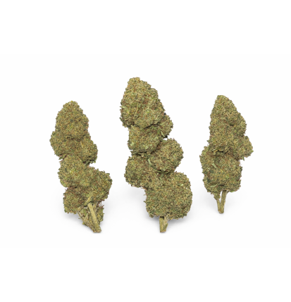 SHERBLATO - MOLECULES BZ HYDROPONIE