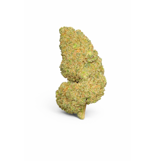 WATERMELON - MOLECULES BZ HYDROPONIE