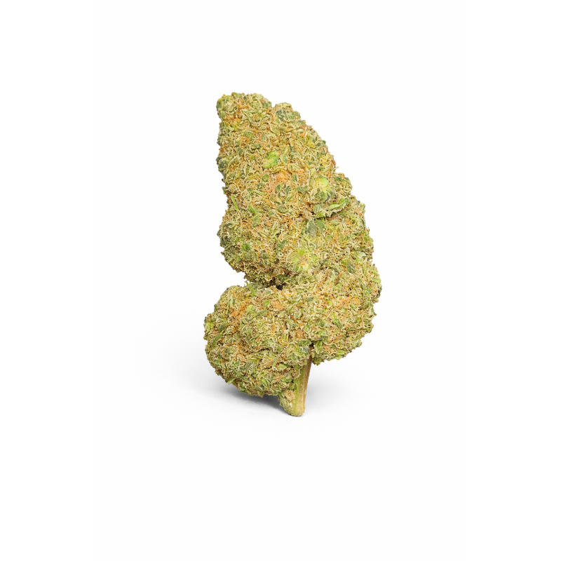 WATERMELON - MOLECULES BZ HYDROPONIE