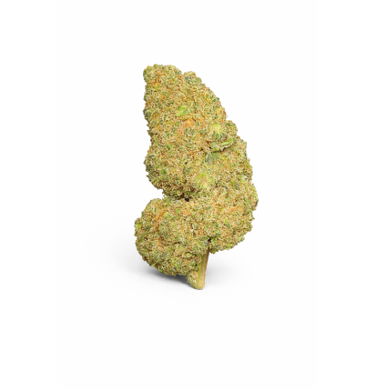 WATERMELON - MOLECULES BZ HYDROPONIE