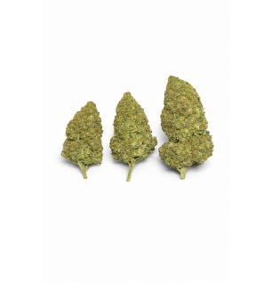 WATERMELON - MOLECULES BZ HYDROPONIE