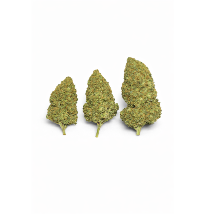 WATERMELON - MOLECULES BZ HYDROPONIE