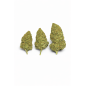 WATERMELON - MOLECULES BZ HYDROPONIE
