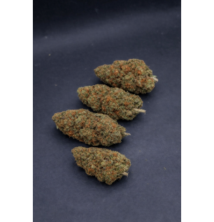 ORANGE BUD - GLASSHOUSE