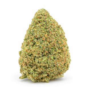 BUBBLEGUM - INDOOR