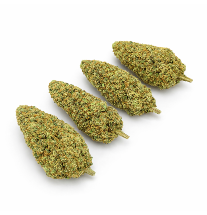 BUBBLEGUM - INDOOR