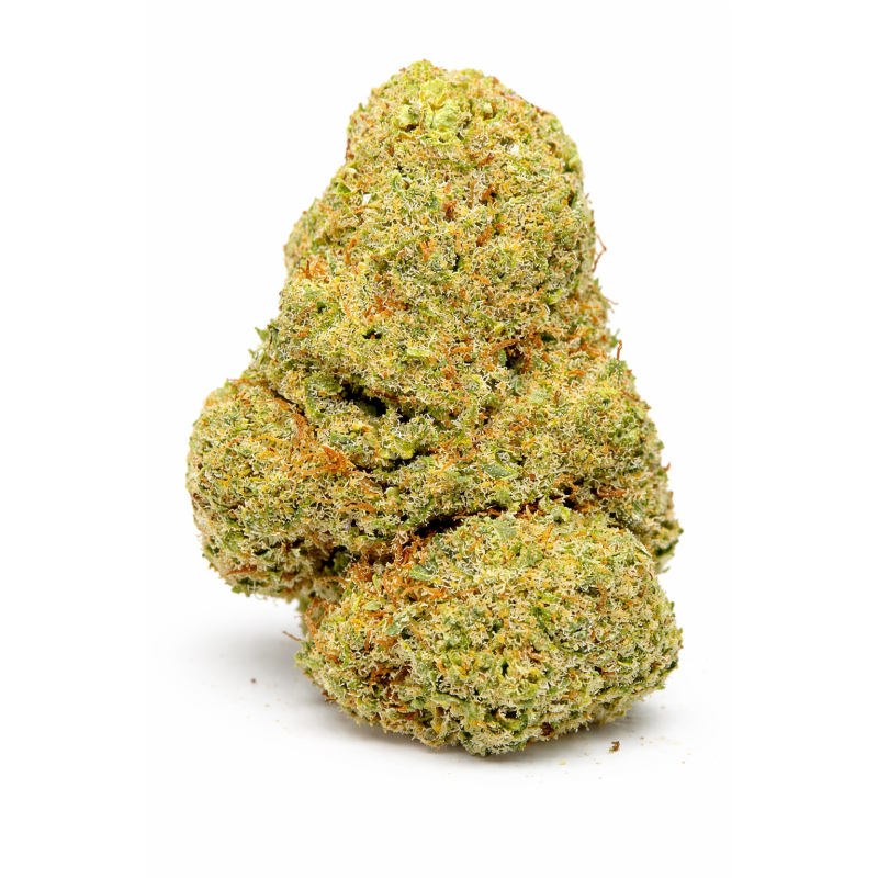 ORANGE SHERBET - INDOOR ORANGE SHERBET - INDOOR