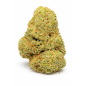 ORANGE SHERBET - INDOOR ORANGE SHERBET - INDOOR