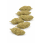 ORANGE SHERBET - INDOOR ORANGE SHERBET - INDOOR