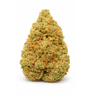 WATERMELON - INDOOR
