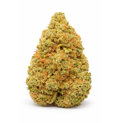 WATERMELON - INDOOR