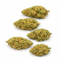 WATERMELON - INDOOR