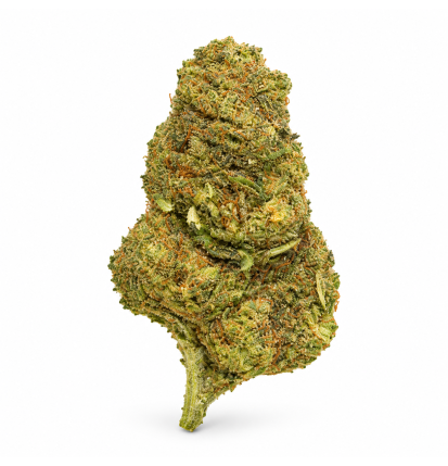 GUSH MINTS - MOLECULES BZ HYDROPONIE