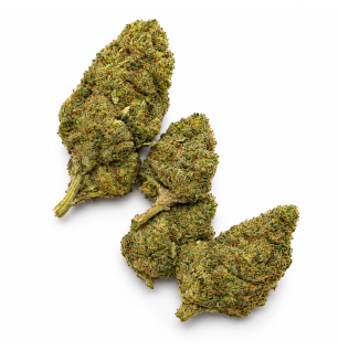 GUSH MINTS - MOLECULES BZ HYDROPONIE