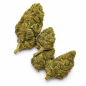 GUSH MINTS - MOLECULES BZ HYDROPONIE