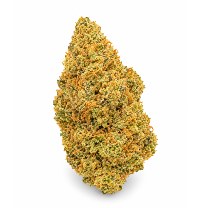 GARY PAYTON - MOLECULES BZ HYDROPONIE