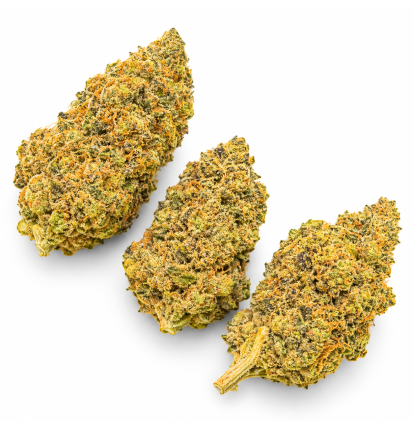 GARY PAYTON - MOLECULES BZ HYDROPONIE